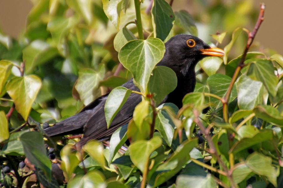 Blackbird Bird Garden
