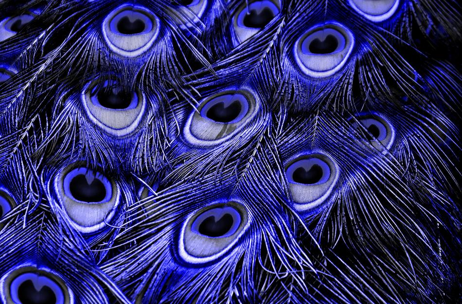 Peacock Feathers Color Plumage
