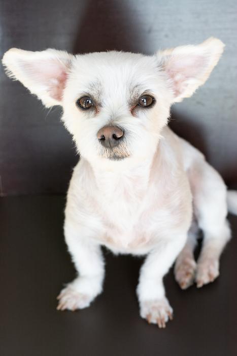 Dog White Small