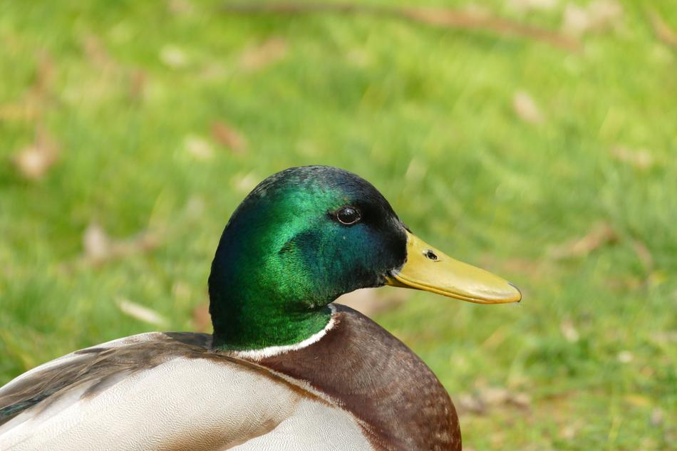Duck Mallard Male bird
