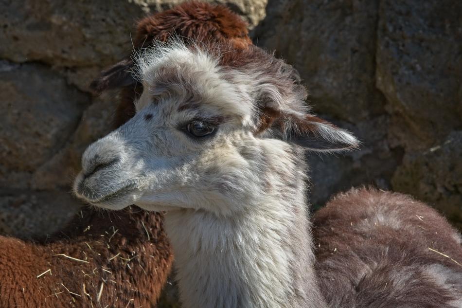 llama looking sideways
