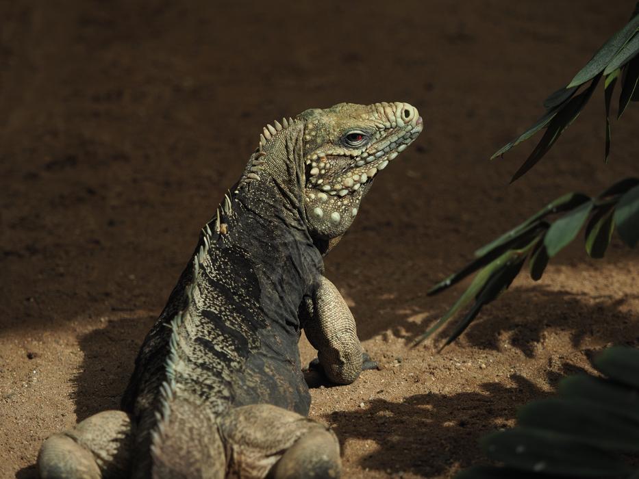 dragon lizard green
