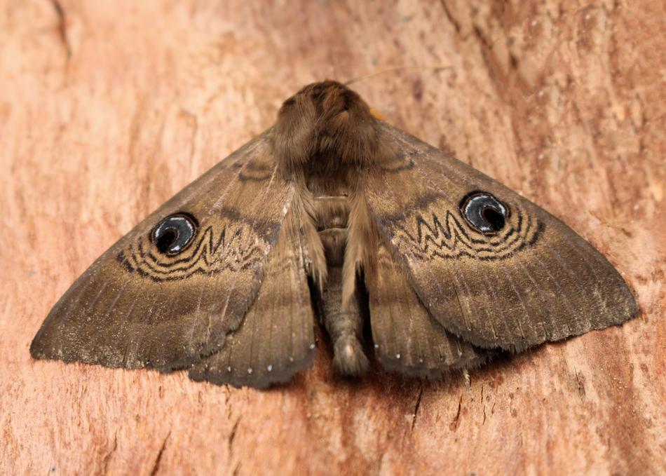 Moth Blue Eye Pattern Camouflage