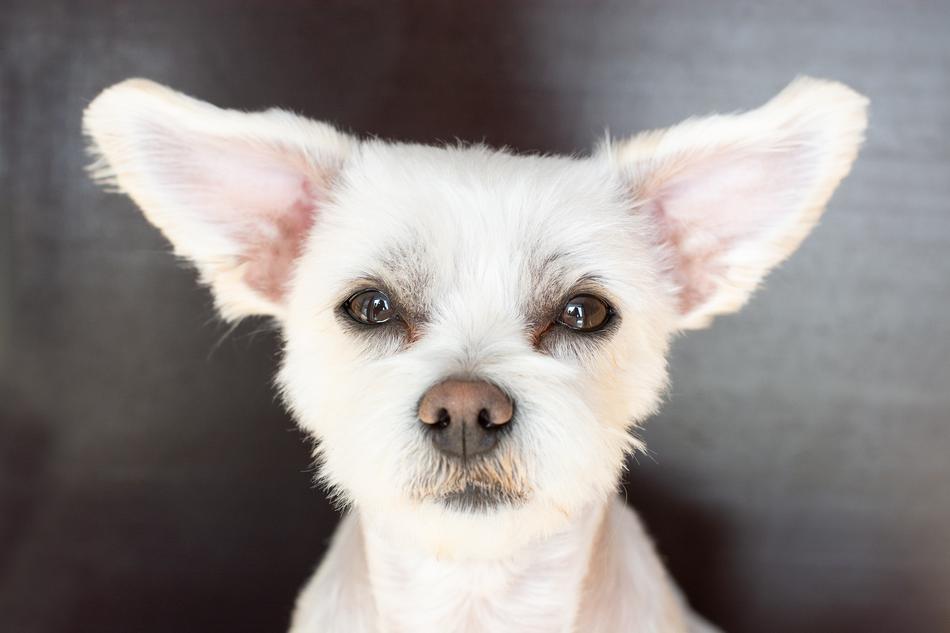 Dog White Ears