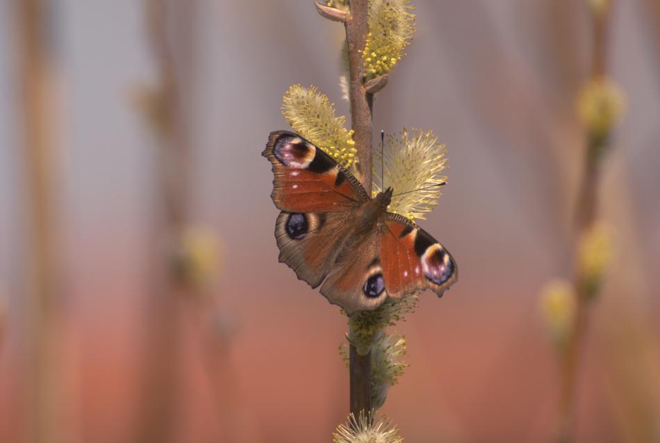 Rusalka Butterfly Mo
