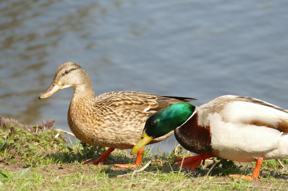wild funny ducks