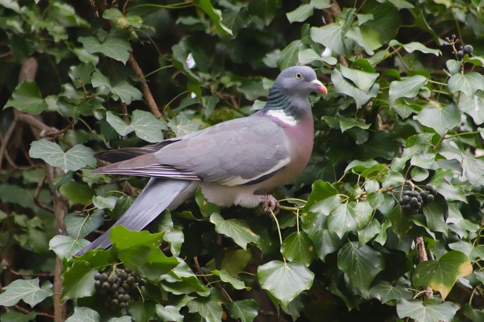 Dove Wild Pigeon Bird