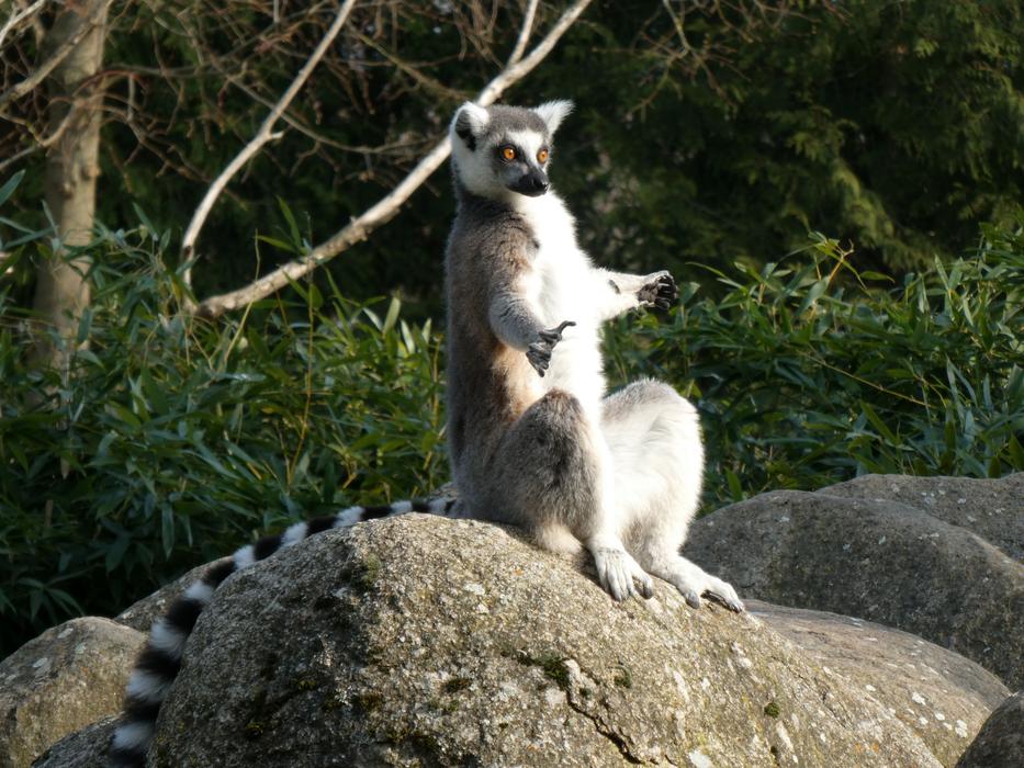 wild lemurs on a rock