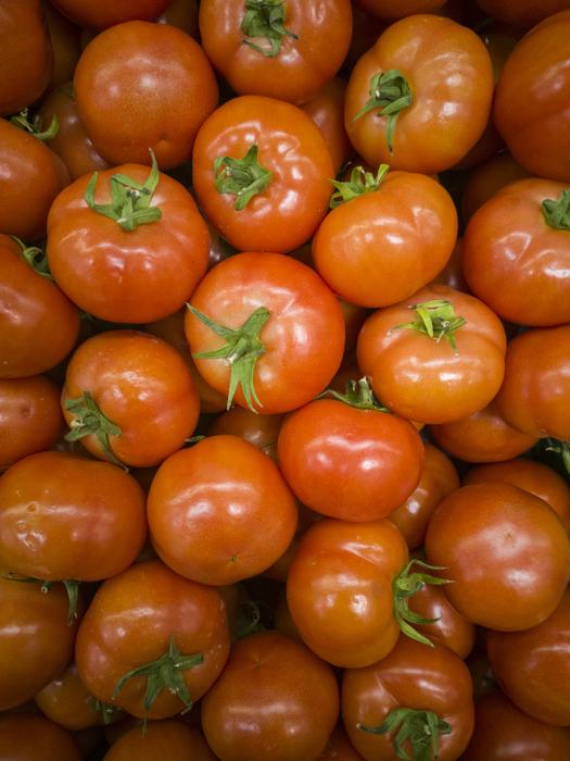 ripe tomatoes harvest