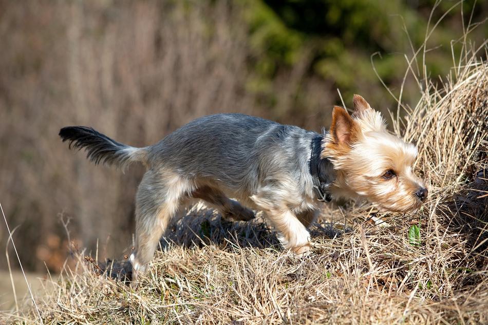 Dog Out Small