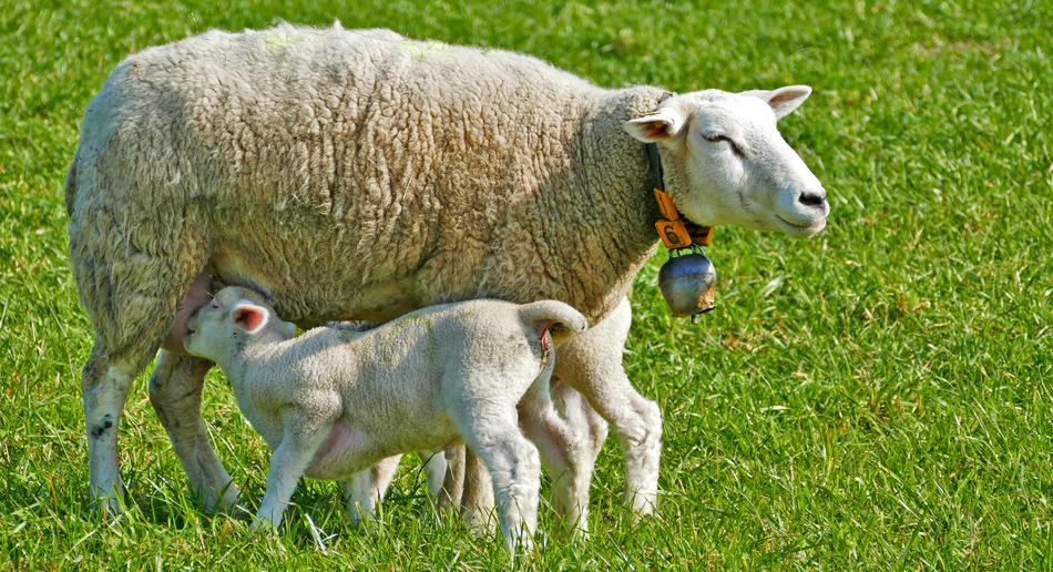 mother feeds the lamb