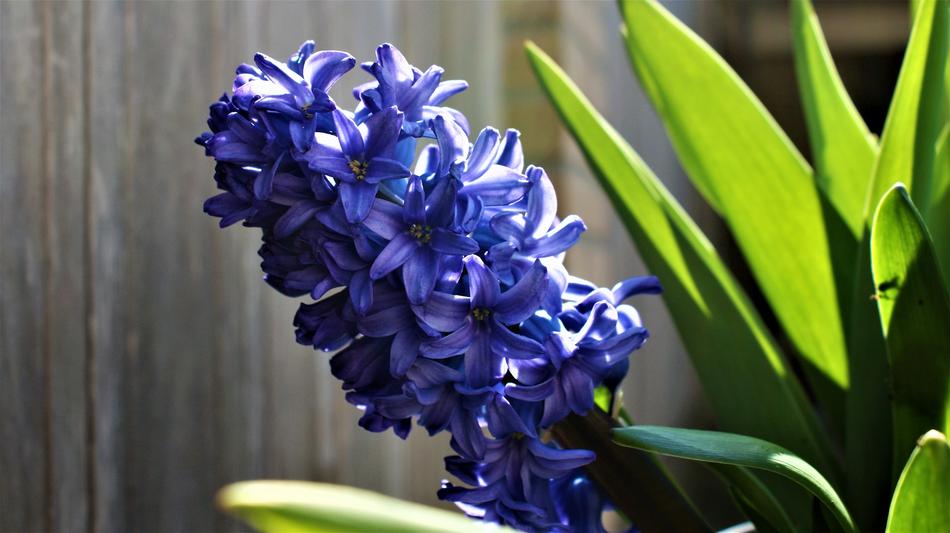 blue flower blooms