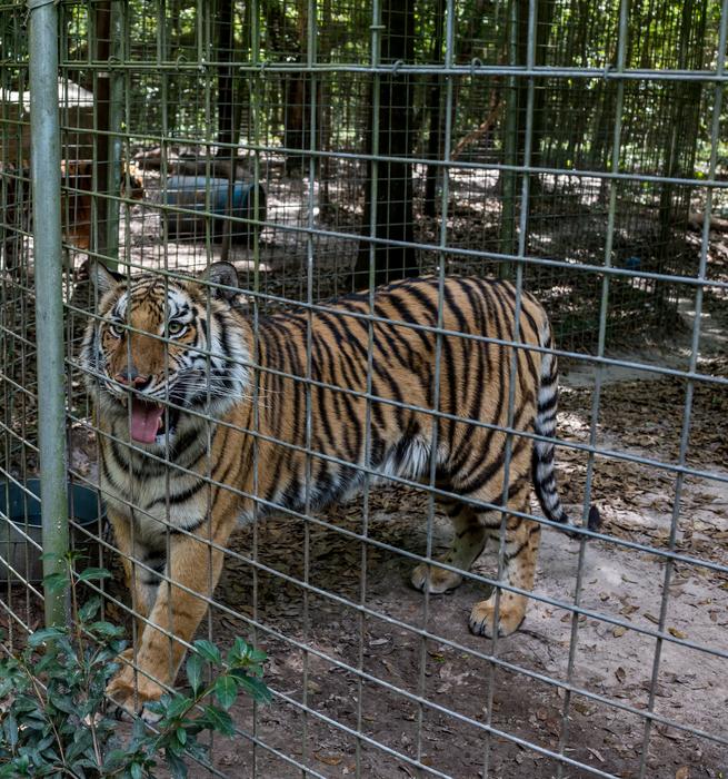 Tiger In the cage