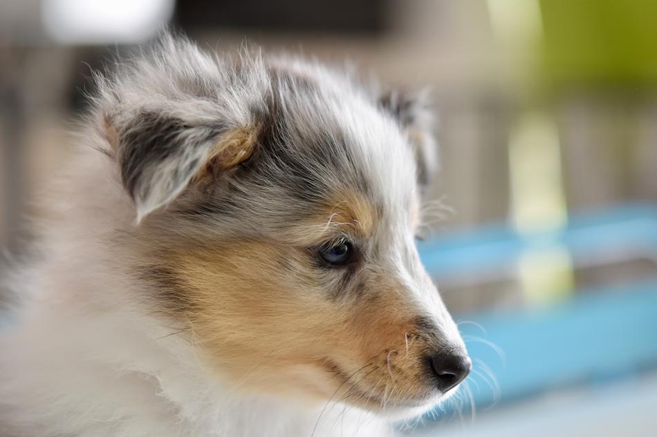 Dog Shetland Sheepdog Puppy
