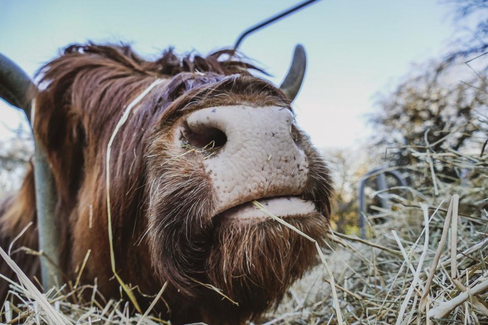 Cow Animal Farm