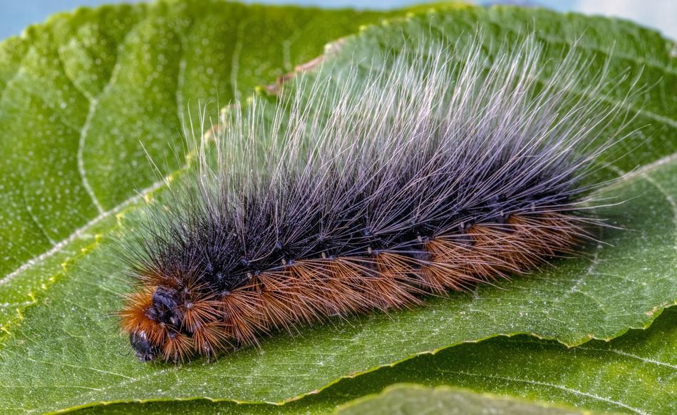 Garden-Tiger Moth Larva