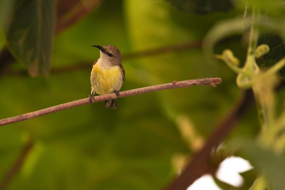 cute bird in nature