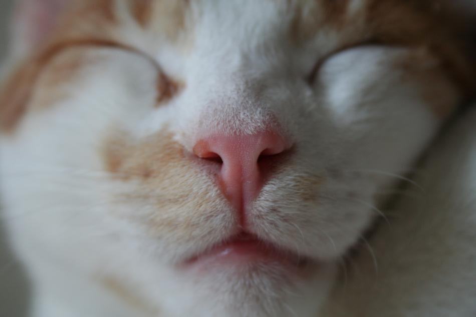 Cat Frontal Face