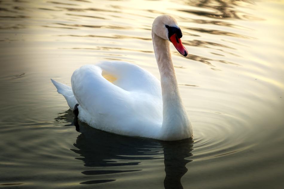 an unusual swan in a lake