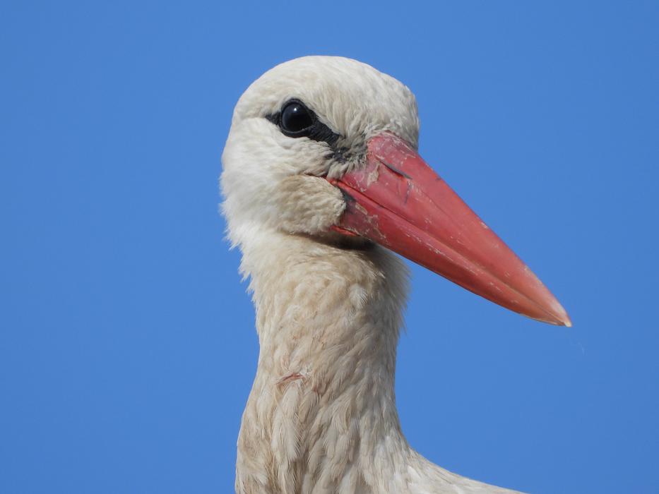 Stork The Head Of Bird