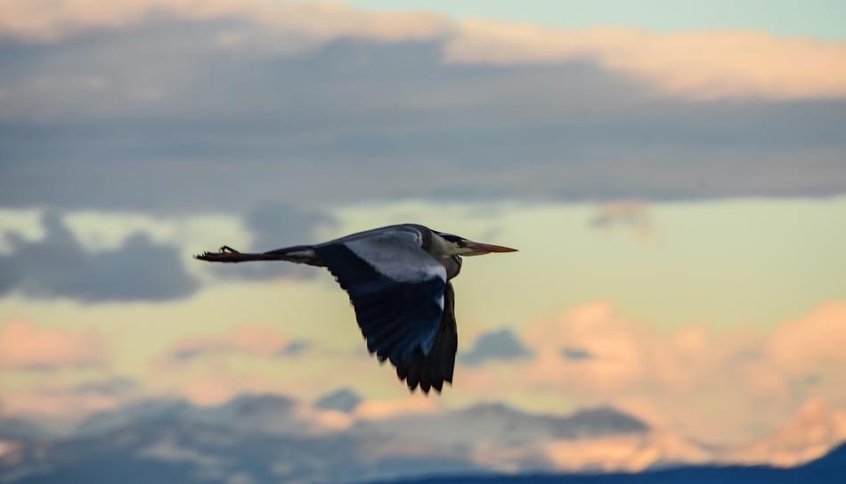 crane flies against the calm sky