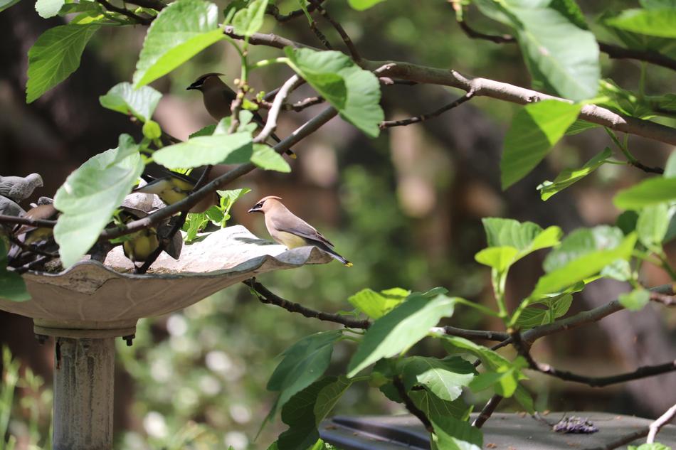 Bird Wildlife Cedar Wax Wing Fig