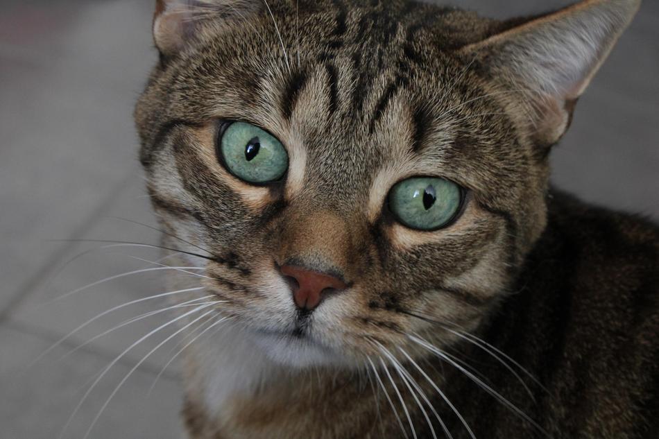 Cat Pet Animal