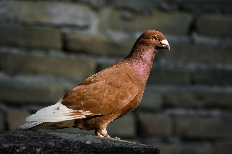 brown homing pigeon