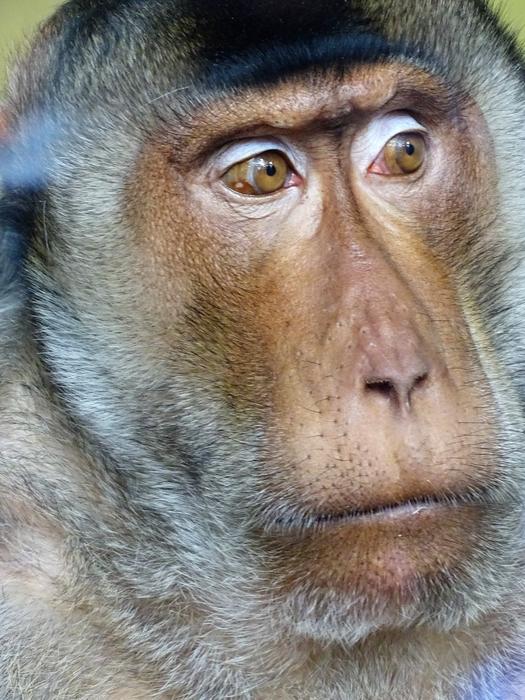 Monkey Mammal Portrait