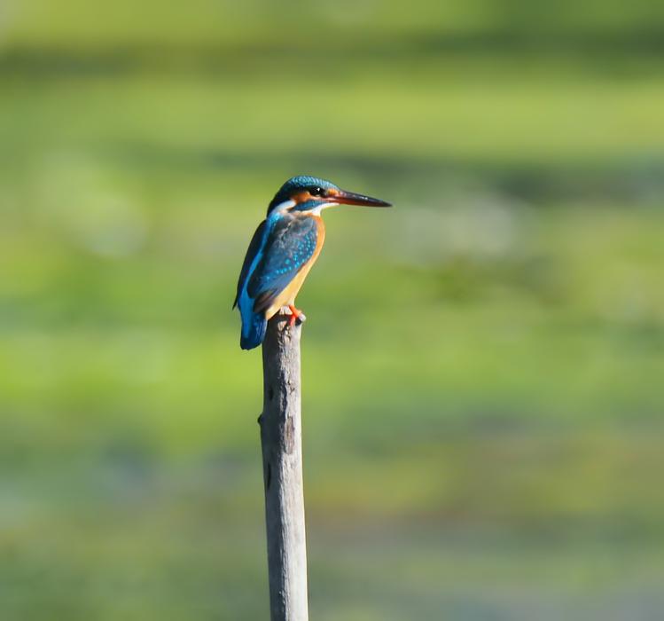 a bird sits on a blade of grass