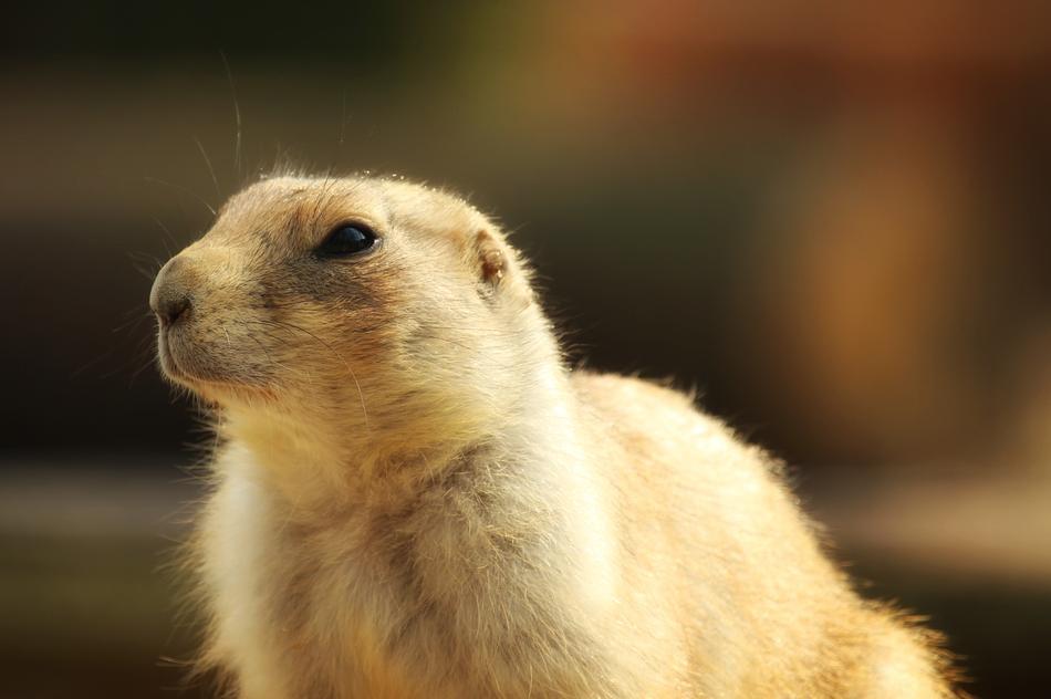 close-up of a furry animal