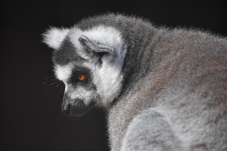 Mammal Primate Monkey