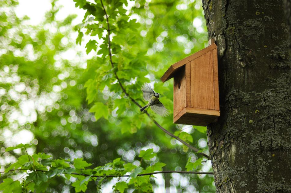 Bird Tit Flying