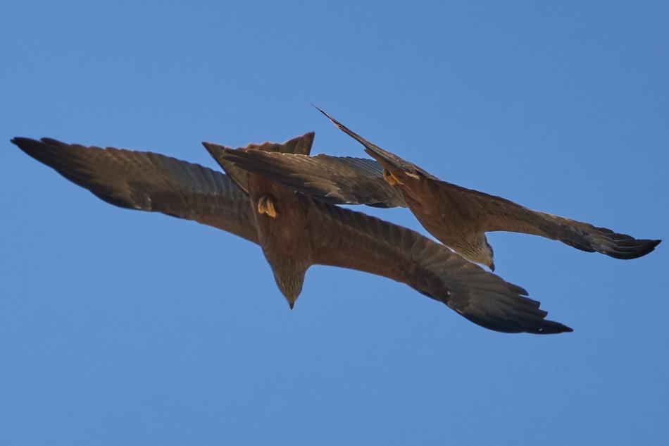 Milan Bird Of Prey