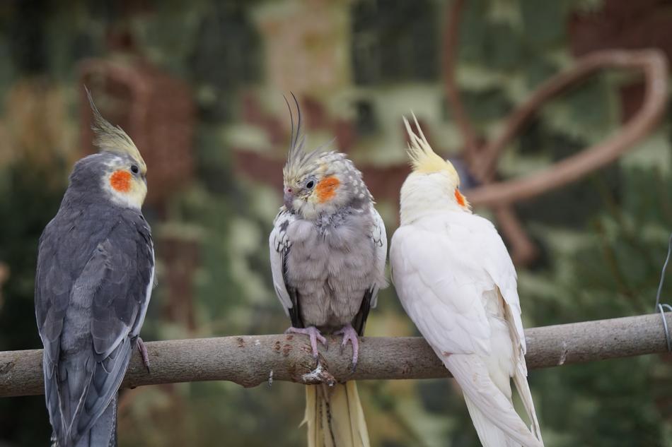 Bird Animal World