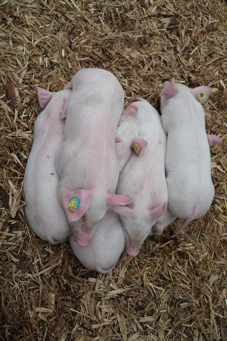 Piglet Litter Pig