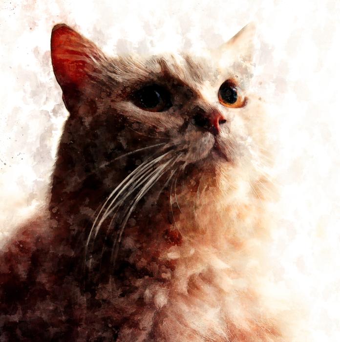 cat fur pet portrait