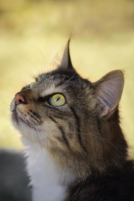 Animal Cat Mammal