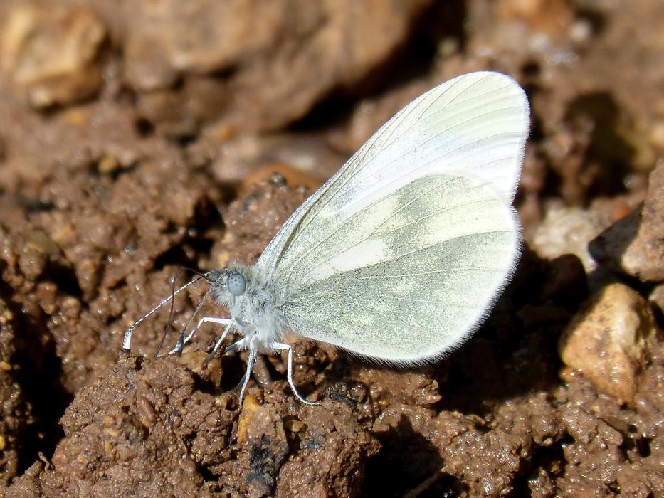 Butterfly Pieris Rapae Blanquita