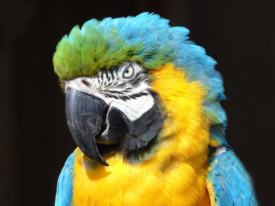 Parrot Wildlife Bird