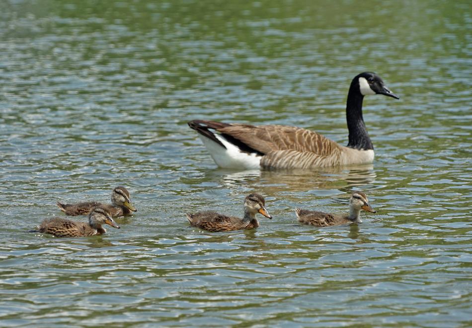 duck with her children in the water