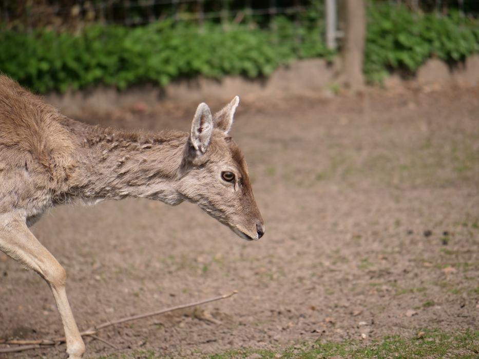 Hirsch Roe Deer Concerns