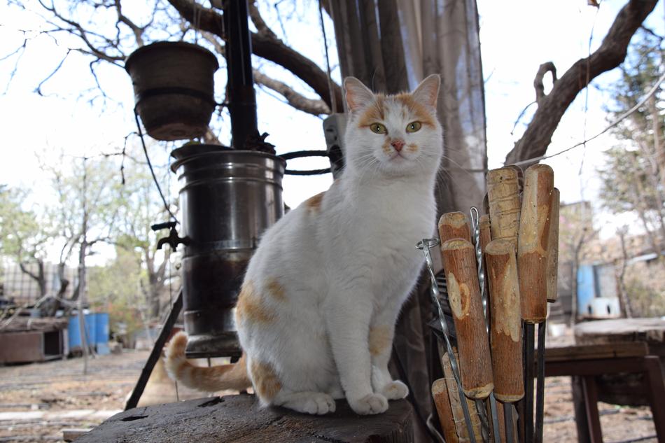 pet cat on a log