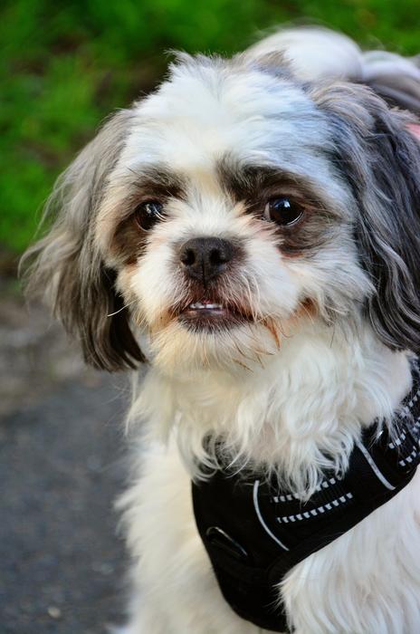 Dog Hybrid Animal