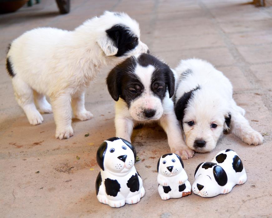 Puppy Dog