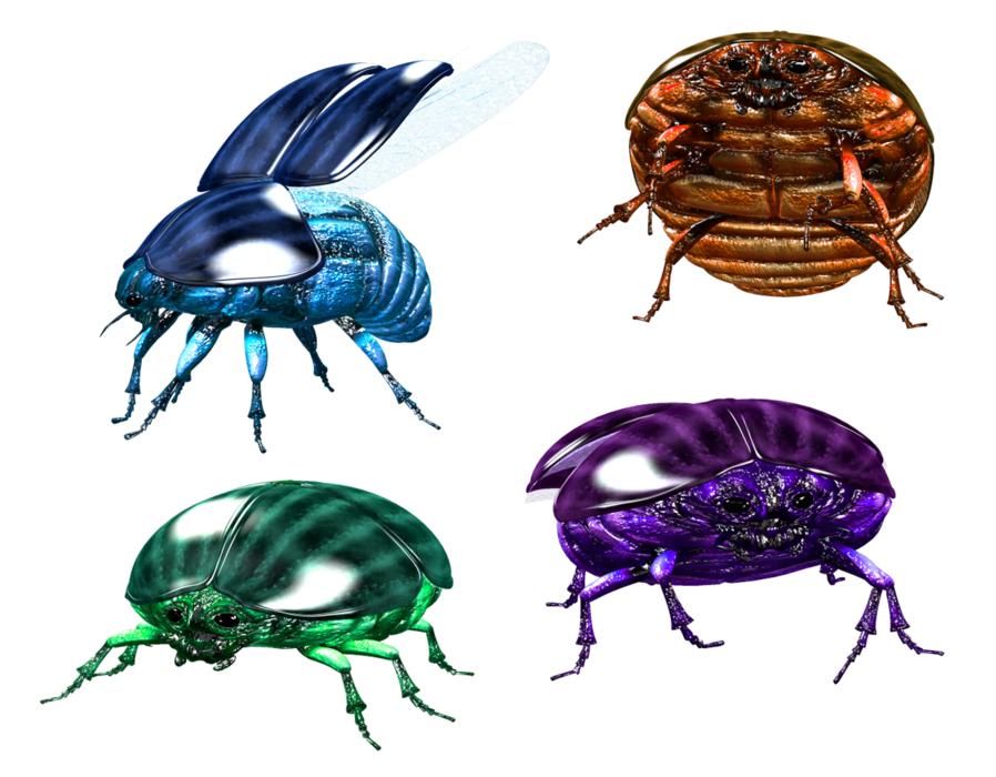 bug insect beetle scarab pest