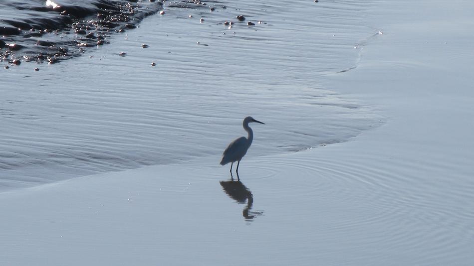 Winter Bird Body Of Water