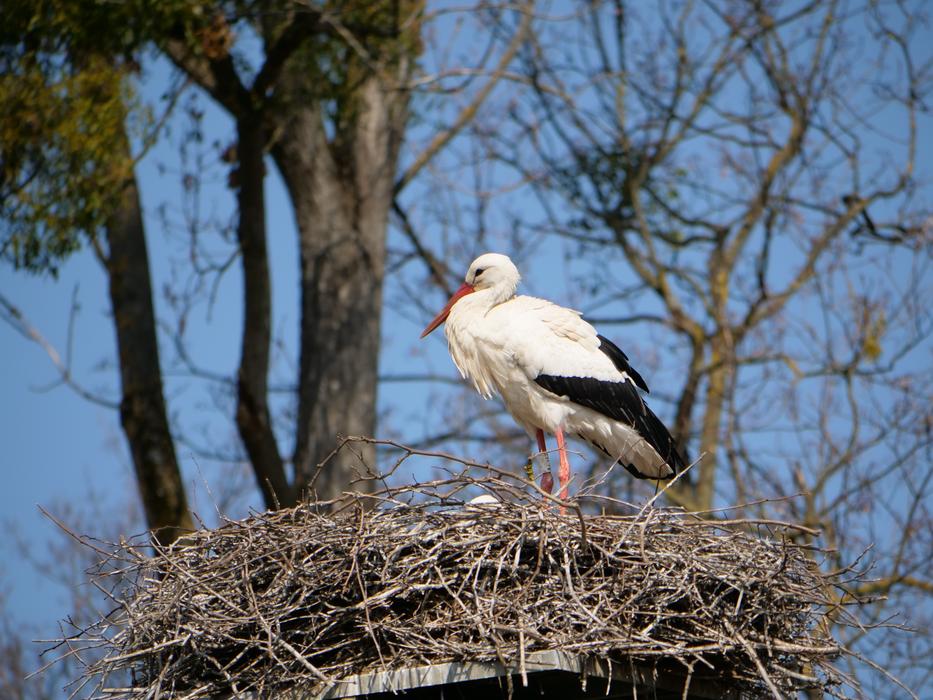 Stork Nest Young