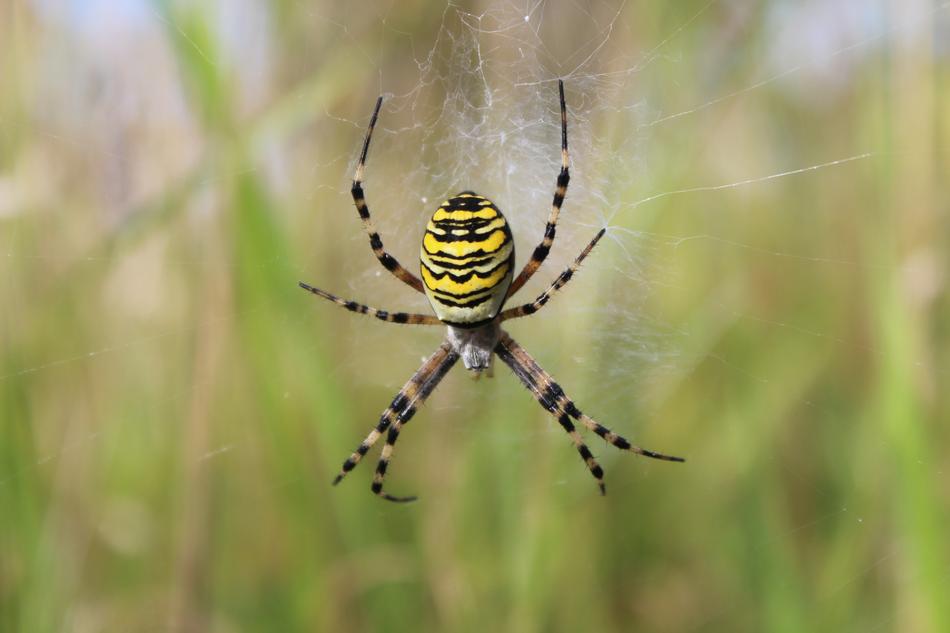 Spider Spiderweb Insect
