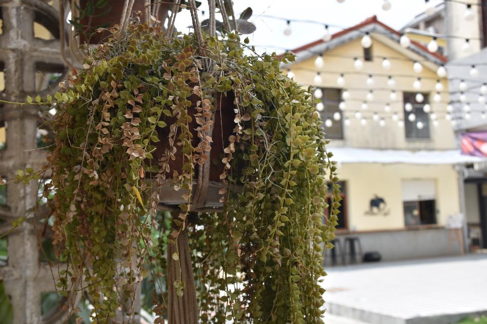 long plant with houses